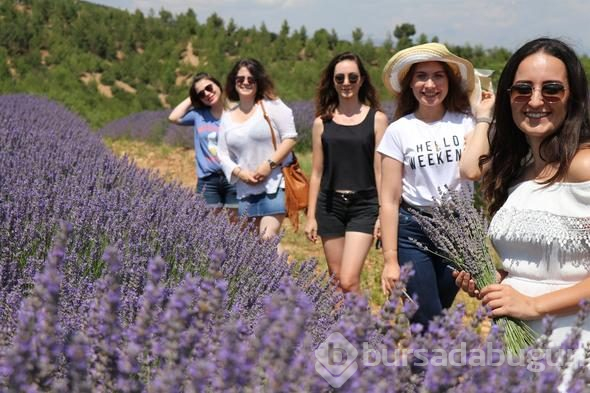 Türkiye'nin yeni gözdesi lavanta ve Salda
