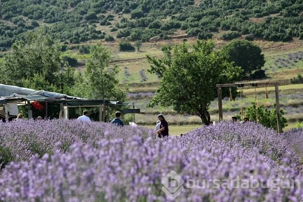 Türkiye'nin yeni gözdesi lavanta ve Salda
