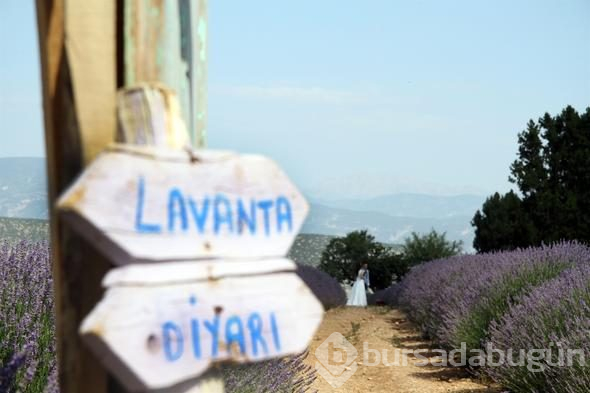 Türkiye'nin yeni gözdesi lavanta ve Salda

