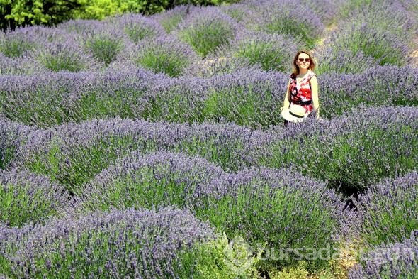 Türkiye'nin yeni gözdesi lavanta ve Salda
