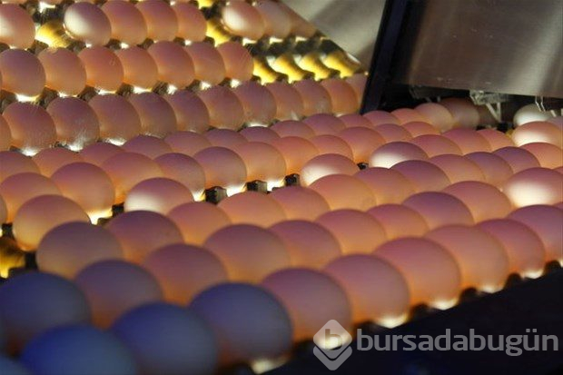 Yumurta kabuğunu fırına koyun sonra da fırında pişirin!