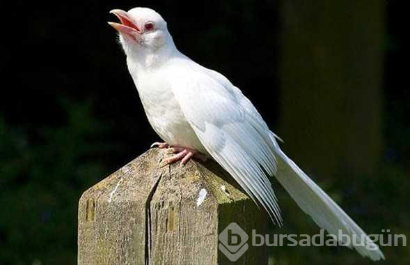 Vahşi doğanın beyaz güzellikleri