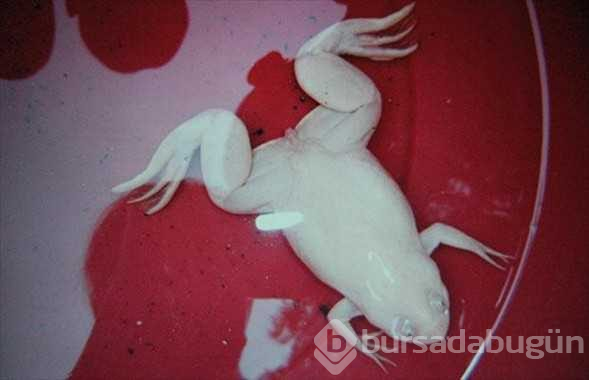 Vahşi doğanın beyaz güzellikleri