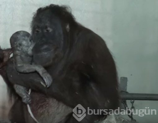 Nasıl doğum yapıyorlar?

