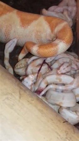 Nasıl doğum yapıyorlar?

