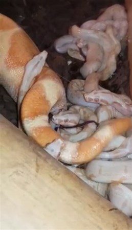 Nasıl doğum yapıyorlar?

