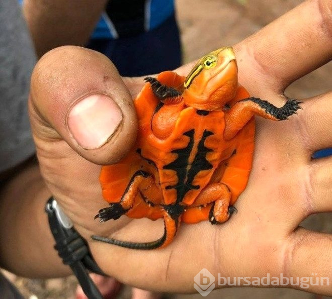 Ne olduğunu kimse tahmin edemiyor! işte "yok artık" dedirten ilginç fotoğraflar  