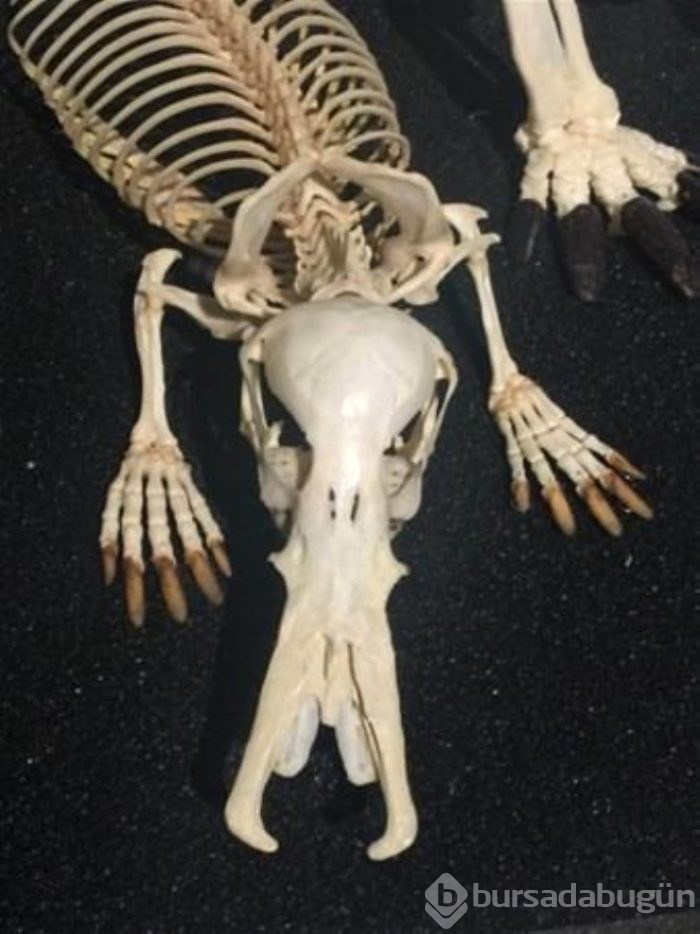 Ne olduğunu kimse tahmin edemiyor! işte "yok artık" dedirten ilginç fotoğraflar  
