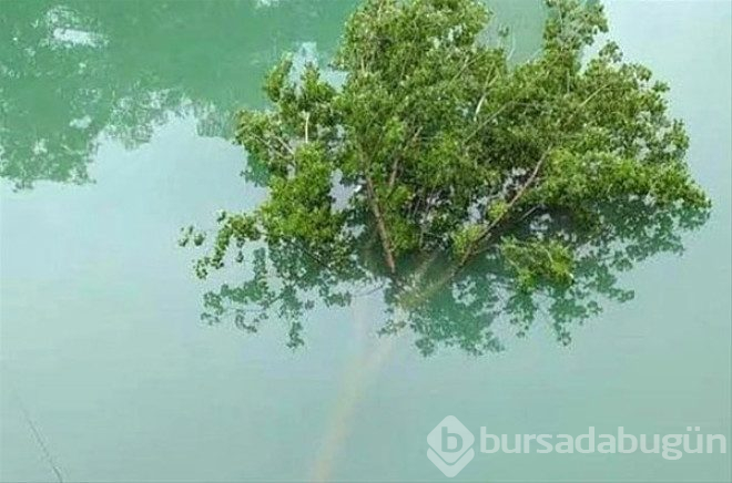 Ne olduğunu kimse tahmin edemiyor! işte "yok artık" dedirten ilginç fotoğraflar  