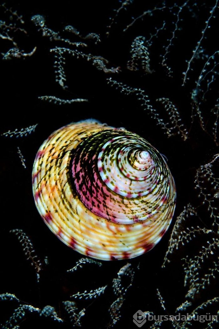 Yılın en iyi su altı fotoğrafları