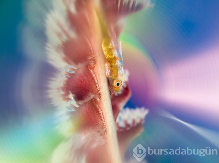 Yılın en iyi su altı fotoğrafları