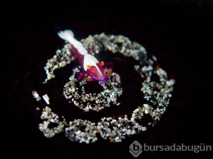 Yılın en iyi su altı fotoğrafları