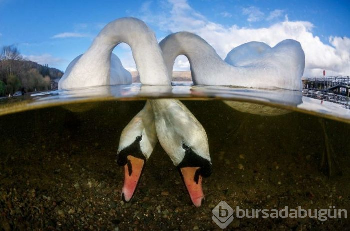 Yılın en iyi su altı fotoğrafları