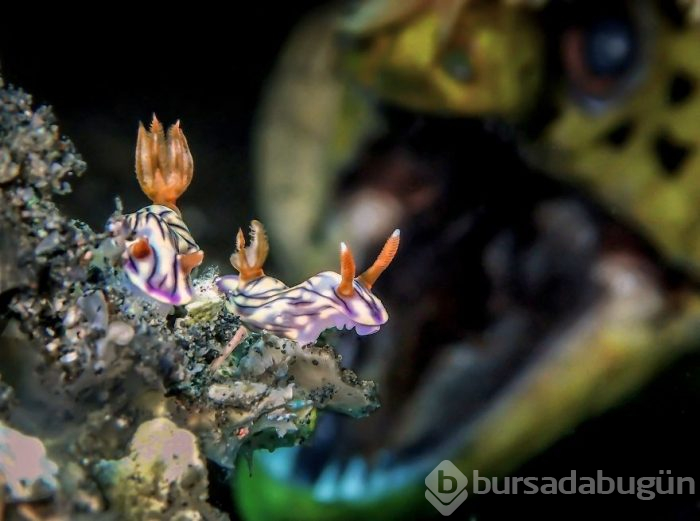 Yılın en iyi su altı fotoğrafları