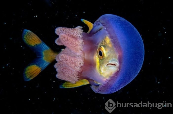 Yılın en iyi su altı fotoğrafları