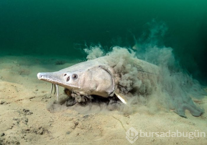 Yılın en iyi su altı fotoğrafları