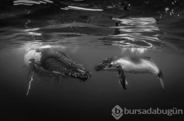 Yılın en iyi su altı fotoğrafları