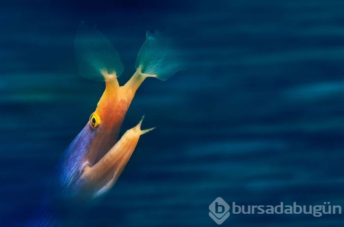 Yılın en iyi su altı fotoğrafları