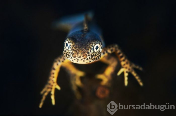 Yılın en iyi su altı fotoğrafları