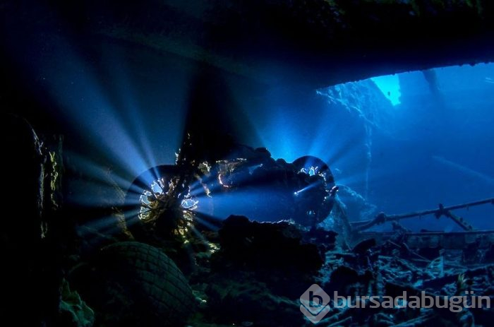 Yılın en iyi su altı fotoğrafları