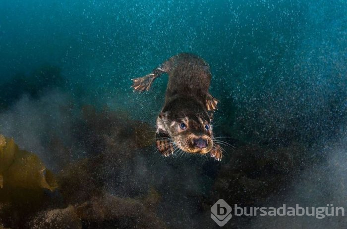 Yılın en iyi su altı fotoğrafları