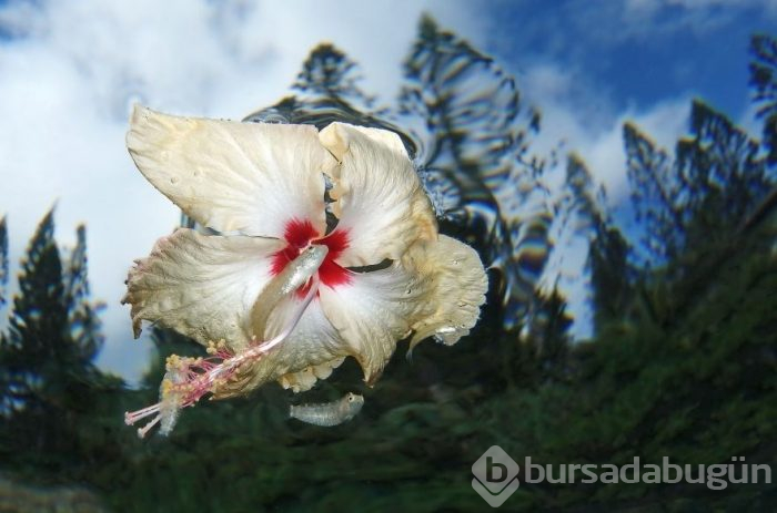 Yılın en iyi su altı fotoğrafları