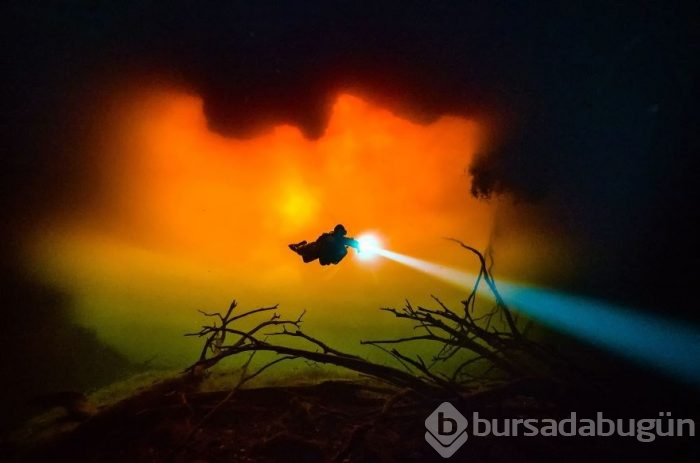 Yılın en iyi su altı fotoğrafları