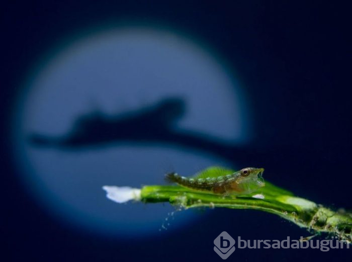 Yılın en iyi su altı fotoğrafları