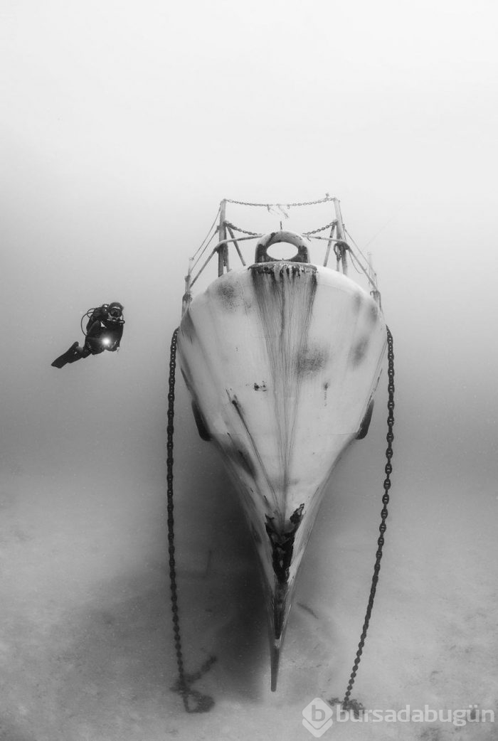 Yılın en iyi su altı fotoğrafları