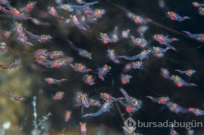 Yılın en iyi su altı fotoğrafları