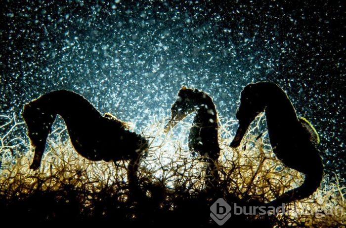 Yılın en iyi su altı fotoğrafları