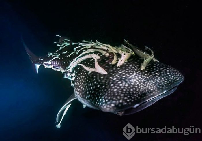 Yılın en iyi su altı fotoğrafları