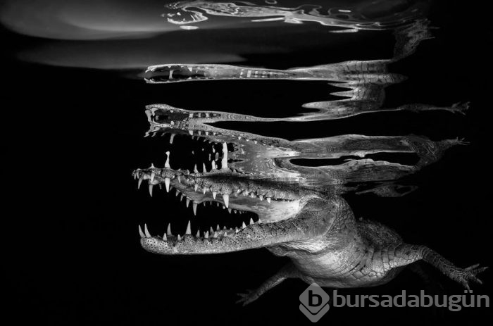 Yılın en iyi su altı fotoğrafları