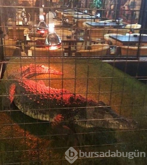 Kafe hayvanat bahçesi çıktı! İşte bilinmeyen görseller