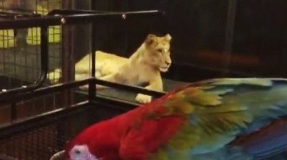 Kafe hayvanat bahçesi çıktı! İşte bilinmeyen görseller