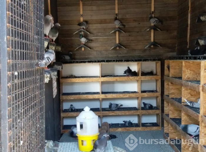 Kafe hayvanat bahçesi çıktı! İşte bilinmeyen görseller