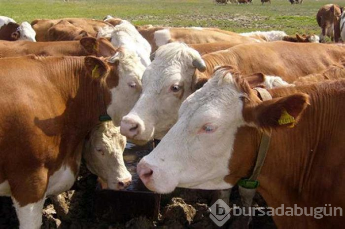 Kurbanlık fiyatları belli oldu!

