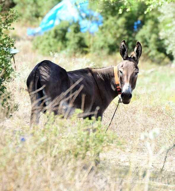 O da huzuru köyde buldu
