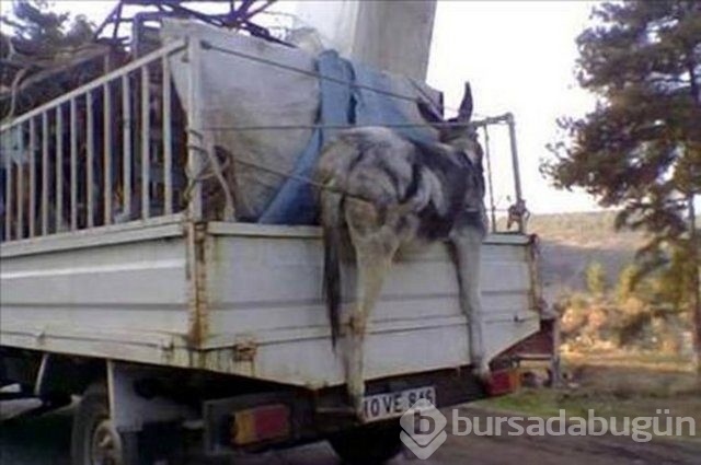 Türk insanından akıl almaz manzaralar
