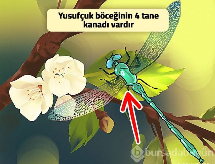 Resimlerdeki yanlışlıkları 1 dakikada anlayabilecek misin? (DİKKAT TESTİ)