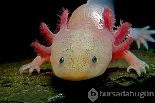 İlk kez göreceğiniz dünyanın en garip canlıları
