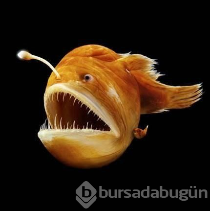 İlk kez göreceğiniz dünyanın en garip canlıları
