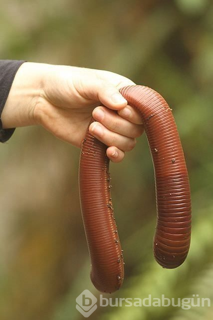 İlk kez göreceğiniz dünyanın en garip canlıları
