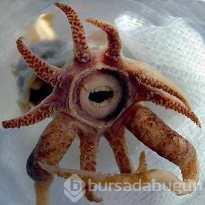 İlk kez göreceğiniz dünyanın en garip canlıları

