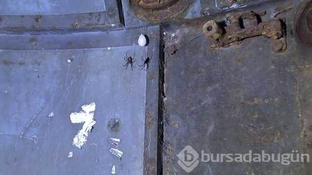 2. Dünya Savaşı'ndan kalma gizli Alman sığınağının içini görüntüledi
