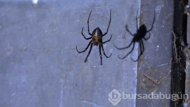 2. Dünya Savaşı'ndan kalma gizli Alman sığınağının içini görüntüledi
