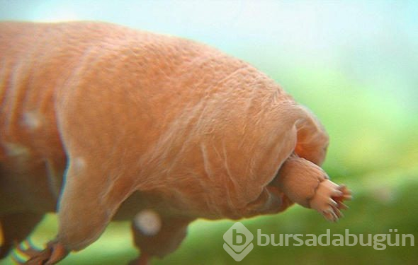 Dünyanın tek ölümsüz canlısı bu minik 'canavar' mı?
