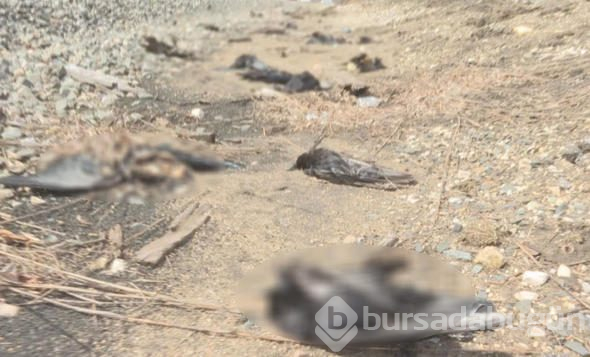 Dünyanın tek ölümsüz canlısı bu minik 'canavar' mı?

