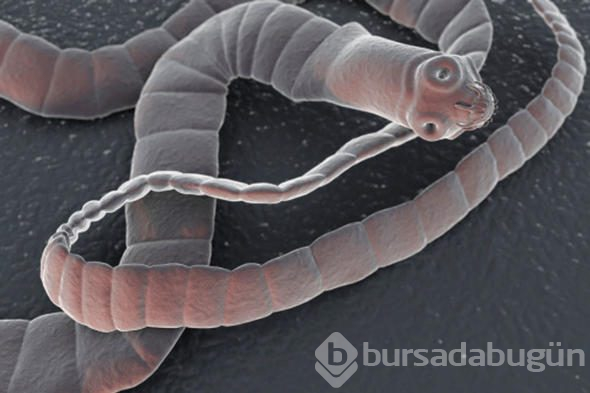 Dünyanın tek ölümsüz canlısı bu minik 'canavar' mı?
