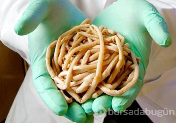 Dünyanın tek ölümsüz canlısı bu minik 'canavar' mı?
